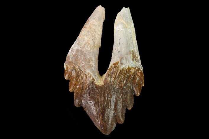Fossil Primitive Whale (Basilosaur) Tooth - Morocco #164755